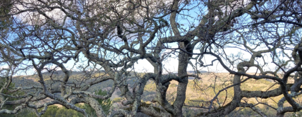 Storytelling Tree - A Sleepers Summer Dream