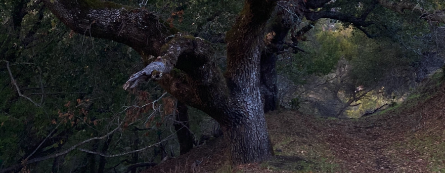 Storytelling Tree - History Inscribed