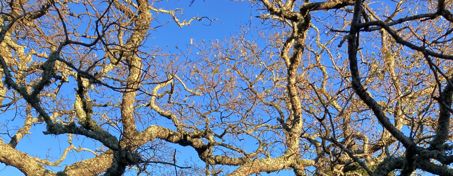 I sat beneath the Storytelling Tree – the coiling, sky-rooting tree – where everything began. Leaf-dappled light spots poured into my view, soft but viciously bright, as the world around me set sharp focus. Green. Everything was green… the endless fields of grass that carpeted each corner of the horizon, the glistening waters at the foot of the hill– and the leaves that were falling right before me, twirling like a pinwheel over a gentle puff of wind. My body… felt strange. My limbs lifted with a tender shakiness and hungered for a stretch, and static coursed through my skin. As I sat there, I felt locks of silvery hair, my hair, coil all the way down my back; I felt heat cover my ears, hotness I’ve never felt before. I had a dry, parched throat one would groan to feel after a long nap. Now that I mention it, the light tingling down my back felt… very akin to an after-nap sensation. I stroked my thumb around my hands, which were peculiarly-scarred with brown tissue and coated with a fine, soft layer of dirt. Earth soil. The only thing I could quite feel on my legs were the sharp pricks and stabs of naturally-long, swaging grass beneath me. A padded bed, begging me to stay curled up in its slumber. I would’ve stayed in that comfortable bed for another hundred years, were it not for ‘the surprise’. BONK! With incredible velocity, a weight smacked the flat of my head with an audible smash, sending my eyes’ gaze to my own pants. Almost a cartoony sound it made, the horrible thing rolled down by my dirty feet. A fruit? Yeah, a fruit… it was orange-pink, with fuzzy leaves adorning the top. It’s not a fruit I’ve ever seen (of course, just like everything else). And for some reason, it never crossed my mind to look up; because when I did, I saw a lightning-quick flash of white in my peripheral. Leaves rustled to the side as it flew, gone in an instant. Finally, my bandage-wrapped legs got inspired to move! “H-HEY, WHO’S THERE!” I yelled, right before wincing at the sound of my own raspy voice (is this really what I sound like?). Planted I stood at the base of the tree, now staggering on my own two feet, scanning every inch of the monstrous tree above. Even more flighty I felt with adrenaline in my veins, and rabbit-like my heart wriggled in my chest. Eyes left, eyes right, (did I check there already?) But… nothing. There was merely nothing there. Just a sky-swallowing view of green leaves, each bigger than my hand. Rustling softly like chimes. “Of course, I’m just going insane, of course! I just woke up in the middle of nowhere, and I’m losing my mind. How thick can I get? There’s literally nothing even there…” I scoffed. “Urrgh.” Grinding my teeth and pulling at my hair curls, I actually got my first glimpse at how silver they were. Was my hair… always silver? Each strand was a varying shade of grey, white, and platinum– metal hues I only know in ‘old people’. That’s a question I couldn’t answer. I knew it was there, the answer, but I couldn’t see it within the thick cloudy fog that stormed my head. Every answer to every question I had was just on the brink of being realized, but they never came. How… how long was I out? “Shhh…”, a nearly-silent whisper emitted from above, almost mistaken for wind. “Oh you ‘shhh’!” said another, clearer voice. They both came from the tree. Instantly I widened my stance, picking up a pretty pathetic branch from the ground, and hoisting it in front of me like a grand sword. “Who goes there!! I know someone’s in there, you can’t fool me this time,” I screamed with fake-confidence that broke with nervous stutters. “Come on out where I can see you!! COME ON!” My voice broke even more. A deep, exasperated, and incredibly dramatic sigh resonated from the treetop. Slowly turning into a groan, it felt like an entire minute passed before the ‘uggghhh’ finally died out. Silence. A few leaves fell from the tree. A gust of wind, or two. Then, there was the unmistakable harmony of two voices whisper-arguing, like a hurled team of athletes discussing tactics; I’m definite I picked up a ‘no, you!’ somewhere in the mix. Clueless, I stood at the base of the tree, beginning to feel like a little child (well… I guess I kinda am?). My focus snapped back as white began to reveal itself from the tree, bit by bit. It curled around the back of the tree, already rooted in its deepest branches, like a long snake… how long was it? It kept going and going. The snippets of body I saw peeking through the thick leaves were glimmery, with sleek plumes of pure-white fur. The purest white in nature, I’m convinced; purer than fresh-fallen snow. It continued through like a pulled shoelace, snapping twigs on its way down. I gulped, my stance becoming shakier… my mouth was exceptionally dry. It landed behind the tree with a thump. Absolutely out of my eyesight, probably on purpose. Suddenly, a completely English, clear, low-booming voice came from the creature, well-spoken and authoritative. “Awlright awlright awlright– listen. And don’t talk, don’t speak a word until I’m done. I’m gonna waltz out into the sunlight and you’re not gonna freak out on me, okay? No freaking out. Keep a calm head,” he spoke. “I don’t wanna hear you scream like a little girl or something. Sheesh, I’ve already got a headache.” I sat frozen in awe of his voice alone… so loud it had its own echo, my head racing with what I should say. But nothing came out. I just nodded, holding my stick close to my bare chest. Ready, but not. I could never prepare for the being that revealed itself slowly, glimmering as it crawled out into the tree’s shade. Dappled with the same yellow sunspots I awoke to. It was massive. Godly massive, in grand length… nearly as long as the tree it roped on. The first thing to grab my attention, however, was its striking green eyes; they were pearlescent and glowing, even in daylight– impossibly green. It had a pair of curling, twisting green horns, shimmering akin to its millions of green spines finely-lining it from head to tail. Its face was only what could be described as dragon-like; the nose of a goat, but with a long grinning mouth. Predatory. Canine teeth lay beneath those lips. “Hey?”, the creature started waving his paw-like hand in front of my face (my tooth theory proved correct). “Uhhh, are you there? You’ve been kinda starin’–” I couldn’t bear to make a sound; any vocalization skills I had grew legs and ditched me. Left me in the dust. His shadow loomed over my feet as he stood up even taller on his hind legs; but still, considerably hunched so he wouldn’t block the sun. Every swift movement he made was rich with grandeur. Godly. “Uhh yeah, I kinda thought this would happen,” he spoke for me. Each word, I noticed, was reflectively spoken with his hands; adorned with emerald claws like pearls. He cleared his throat and withdrew into a whisper: “Ahem– uhh this is required of me, so it’s kinda awkward… just bear with me here, kid, my comrade abandoned me to do all the heavy-lifting.” He affixed his position. “Ermm… O, Divine Hero of Legend! From the rubble of your predecessors you unearth at the bounty of the legendary tree, the Storytelling Tree, where your destiny awaits over the hills of Faion!… uhh… oh yeah, and I, the Guardian of Heroes, paint the path…”, he stopped. His colossal tail swished through the grass in silent frustration. “Hmm… no… this is stupid,” he groaned, head in hand. “Yeah. You know what? It is! I did not wait two hundred years in this achy tree just to read off some paperwork from the big guy. If this is my job, then it’s my job; I’m gonna do it my way.” He added a little “oh, and put that stick down, you’re gonna hurt yourself,” as he outstretched himself, back arching. I hadn’t even realized I was bracing the stick, pathetically protecting me (like it would do anything against him). His fabricated speech still reeled in my head, running laps. “Come on, let’s take a walk. We don’t need the Tree to tell your story, kid. Faion is plenty full of other great trees, trust me.” He nudged his head over, signaling me to follow. I hesitated, but there was nowhere else to go. Nothing else to do. He’s a Guardian, after all, the Guardian of… wait… “Hey, uh…”, I said, catching up to the beast, who was already lumbering down the hill. “What did you mean back there? Guardian of Heroes? What happened in 200 years?” “Oh, so you can talk!” he let out a low grumbly laugh that shook the earth, all while making room for me on his right (still casting me in his shadow). “Hey hey, one thing at a time, you’ll kill me. Ehh, let’s start simple; basic protocol. What’s your name?” My name… all familiarly came the fuzz in my brain; harsh and loud, and suffocating. But no, this was different; there was nothing there. No words, no sounds I assign myself. He read my expression loud and clear. “Ah, I see. Happens to most… I’m sorry, kid. Howsabout we get you a new one? Got any ideas?” I shook my head, pouting at the ground; making sure I didn’t trip on a stone as I walked. “Well well, that kellberry really took a number from ya, huh,” he snorted– then stopped. “Wait! Aye, that’s got a nice ring, huh? Kell… what do you think of ‘Kell’?” “Like.. the fruit? That hit me in the head?” “Yeah! The fruit that bonked ya in the head. Y’know, fuzzy, pink...” “Kell,” I said. Kell. Repeatedly, Kell Kell Kell Kell… it sounded warm. It warmed my fingertips to say, it warmed my cinnamon cheeks. I felt a smile start to curl. Yeah… Kell. Kell the Divine Hero.