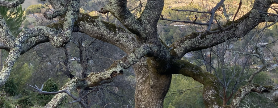 Storytelling Tree - The Choice