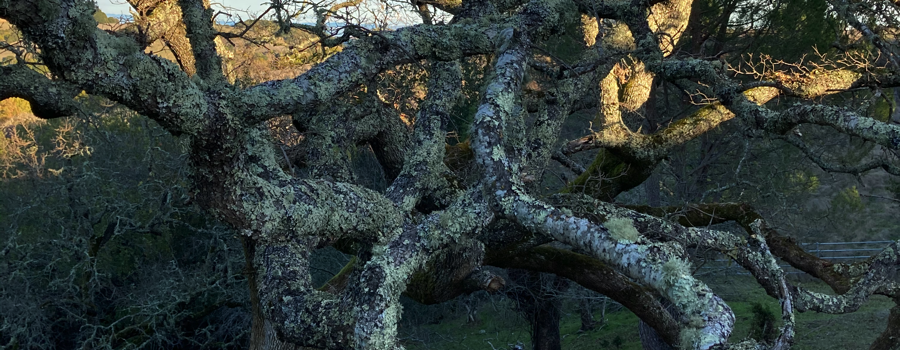 Storytelling Tree - What the Tree Told Me