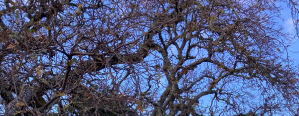 Storytelling Tree - memory keeping book